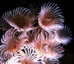 'FEATHER DUSTERS' Cozumel. A colony of tube worms. Housed... by Rick Tegeler 